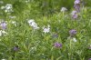 17-flowers.jpg