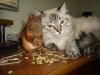 squirrel and kitty 2.jpg