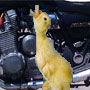 motorduck