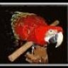 macaw