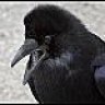 Raven