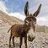 Donkey